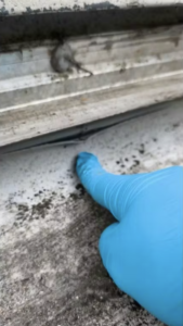 main gant bleu montre fuite